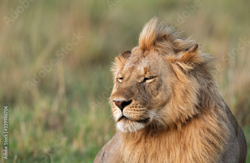 Fototapeta Naklejka Na Ścianę i Meble -  Portrait of Lion, Masai Mara