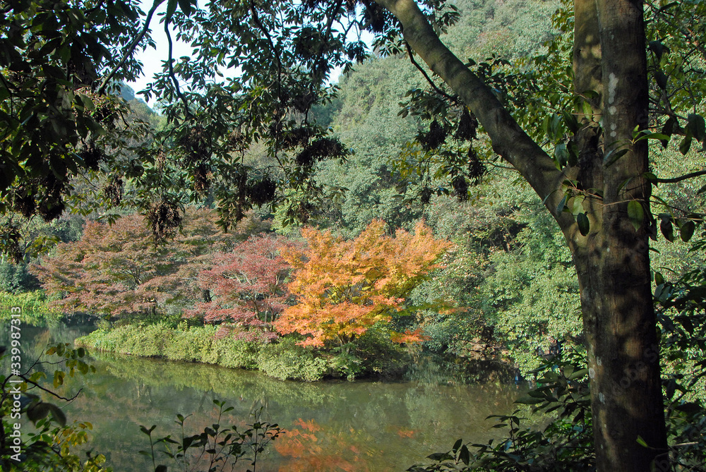 Longjing Tea Village near Hangzhou in Zhejiang Province, China. A pretty lake and trees in fall colors in the forest near Longjing. Longjing village is a popular tourist sight near Hangzhou, China. Longjing Tea Village near Hangzhou in Zhejiang Province, China. A pretty lake and trees in fall colors in the forest near Longjing. Longjing village is a popular tourist sight near Hangzhou, China.