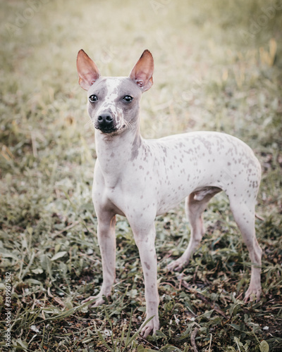 Dog american hairless terrier stand on the grass. Focus on the face.