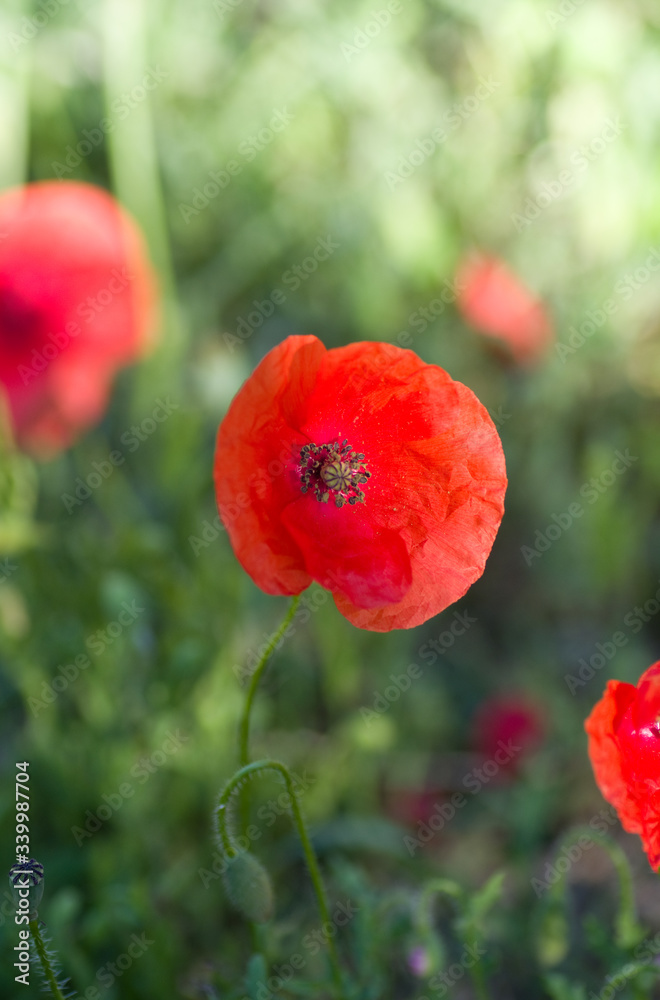 Fototapeta premium Coquelicot