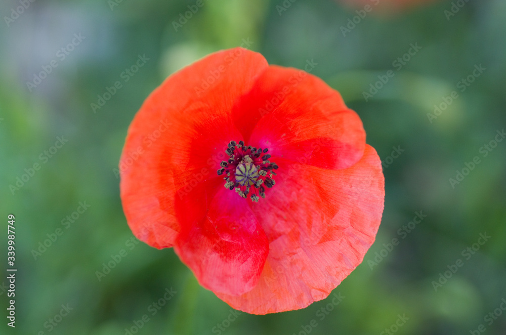 Coquelicot