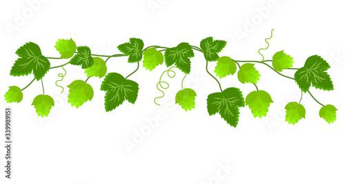 Branch with hop cones. Vector illustration.
