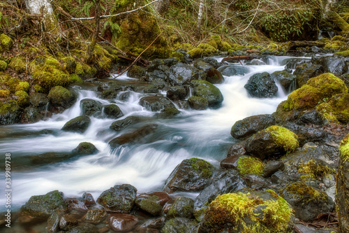 Hamma Hamma forest stream