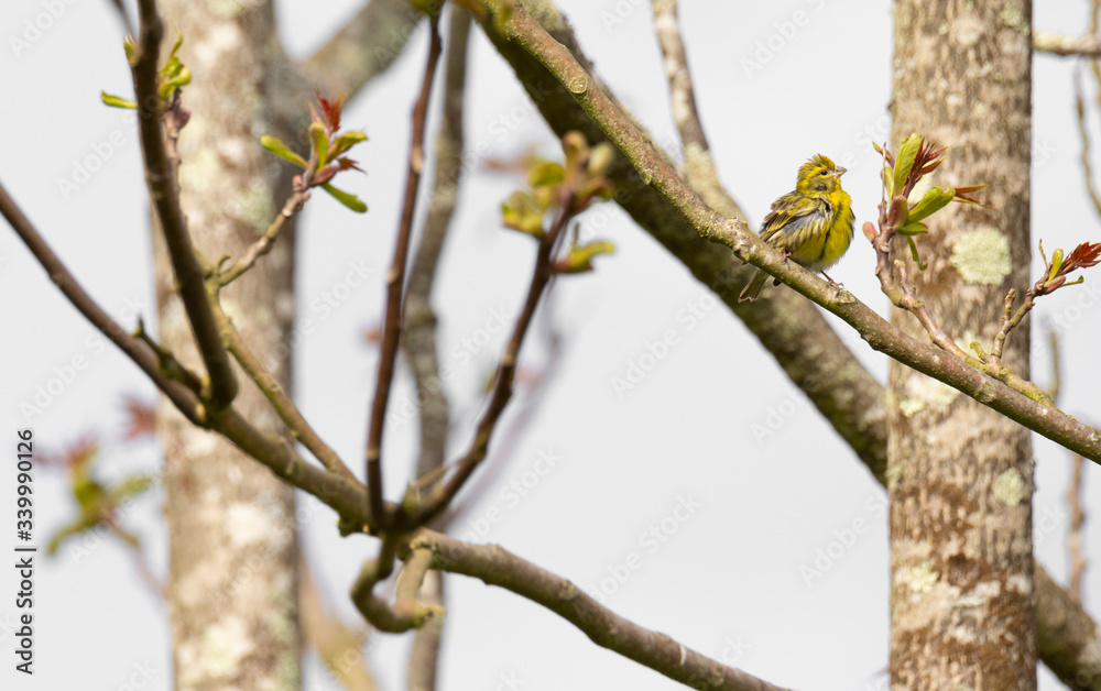 Serinus serinus (Chamariz) cute yellow songbird in Braga, Portugal. Serinus serinus (Chamariz) cute yellow songbird in Braga, Portugal.