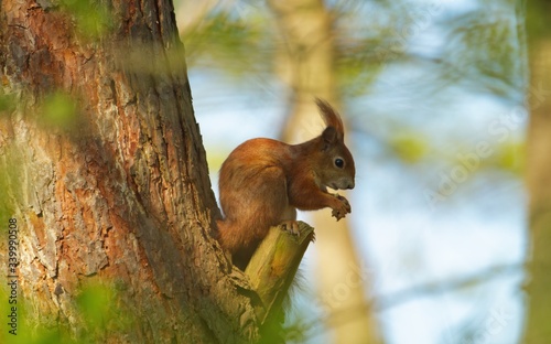 Cute little red squirrel sitting in a tree on a broken branch in spring with a nut in its hand, sciurus vulgaris © Martin
