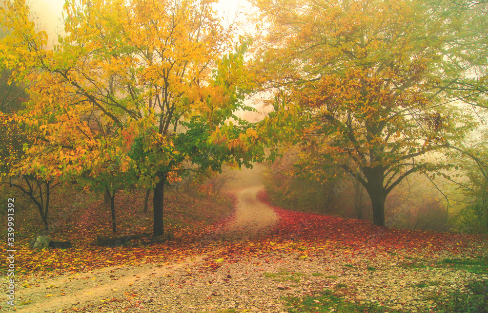 Obraz premium Misty forest