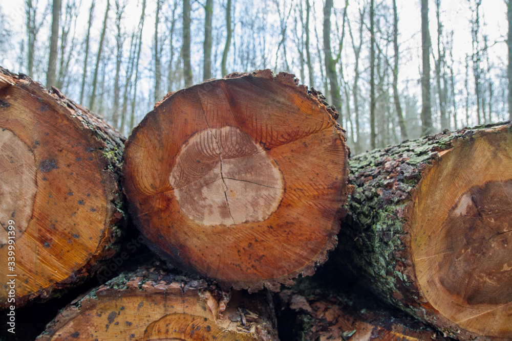 Cut down tree trunks on a pile in a forest, ready for transportation Cut down tree trunks on a pile in a forest, ready for transportation