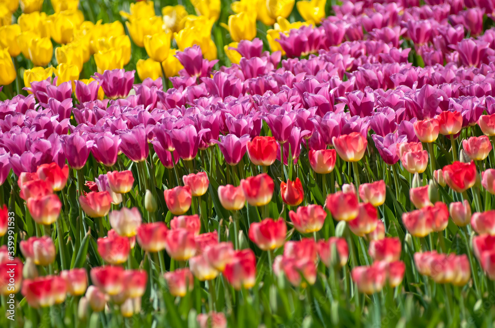 Тюльпаны  tulips