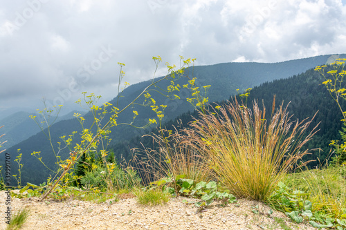 Mountain Top Grass