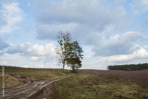 Trees in a field by a dirtroad, with clouds in a blue sky 
