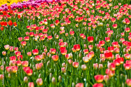 Тюльпаны tulips