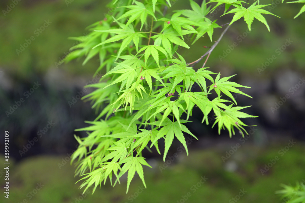 érable japonais érable japonais