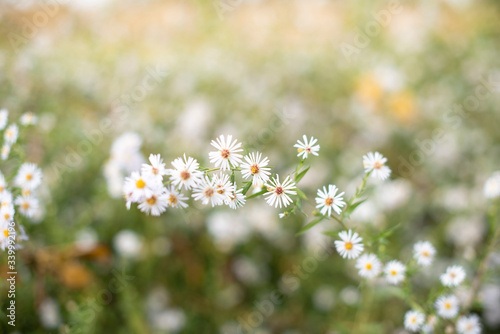 Campo fiorito di margherite © Federico