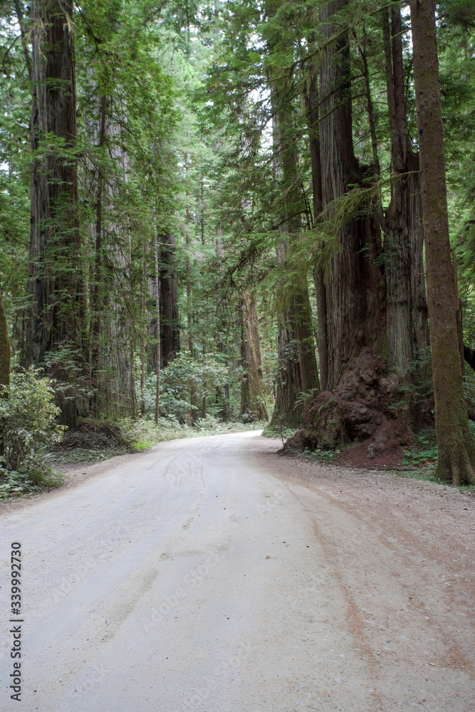 Fototapeta premium Pacific Northwest Photography