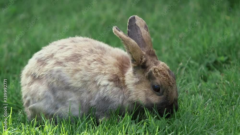 Bunny Rabbit Eating Grass Grazing Cute Fluffy Easter Animal Pet Bunny Rabbit Eating Grass Grazing Cute Fluffy Easter Animal Pet