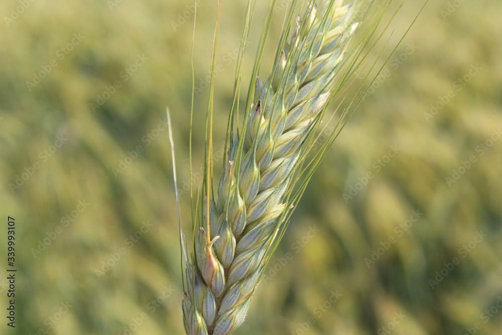 Campo di grano in campagna in una giornata estiva Campo di grano in campagna in una giornata estiva