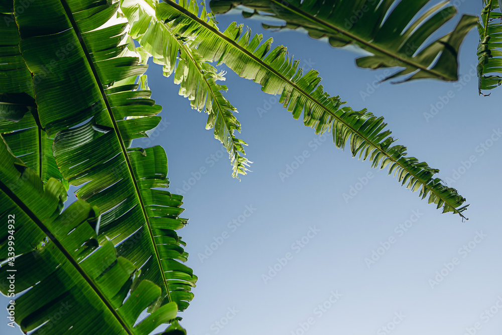 Obraz premium The sky above the luscious green contrasting palm leaves, photo below. Blue sky background with branches of date palm