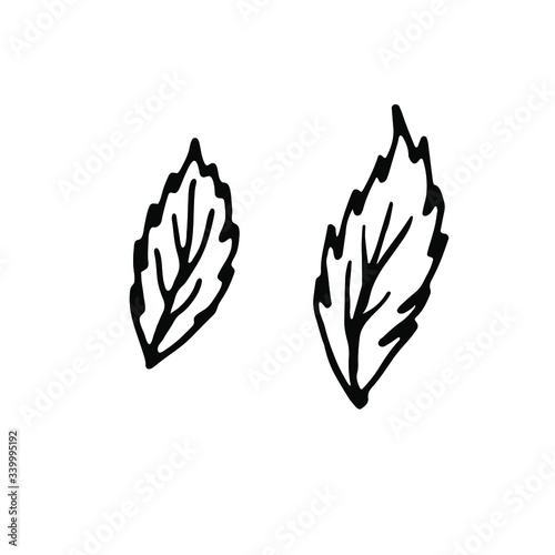 Peppermint sketch icon. Hand drawn mint leaves vector doodle illustration isolated on white background. 
Spearmint leaves for logotype, infographic, website or app, package and menu design.