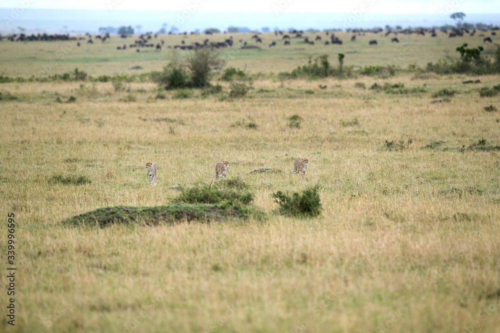 Malaika Cheetah with her sub-adult cubs in Masai Mara Grassland