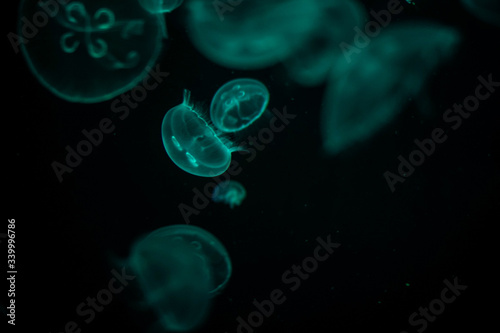 Jellyfish © Carmina Pérez