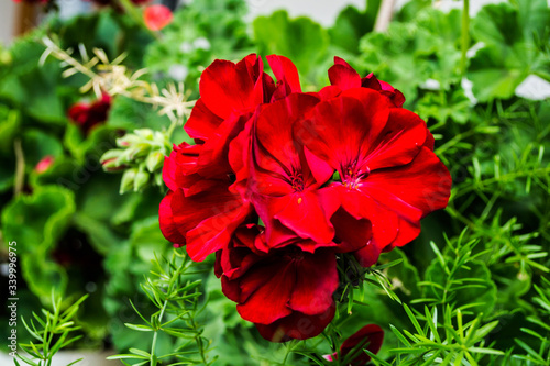 Beautiful red geranium flowers in a pot on a green background. photo