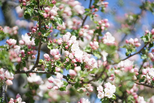 Close up of white pink Apple blossom against blue sky in spring      