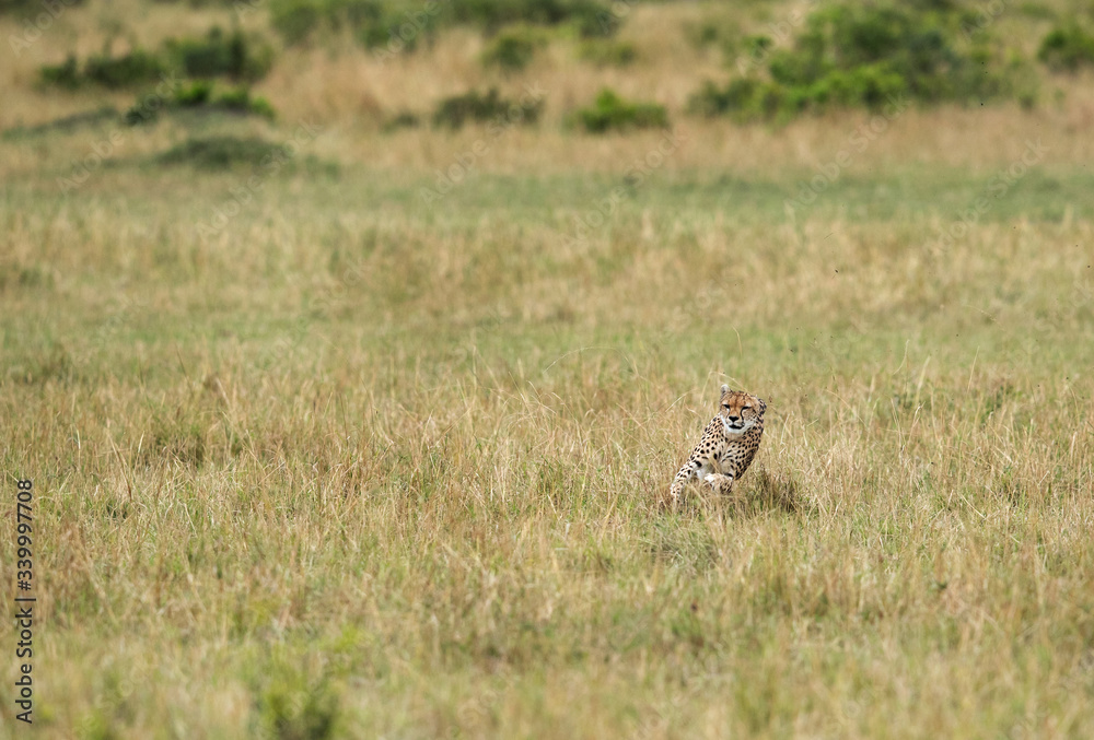 Maialka cheeta running for a wildebeest, Masai Mara