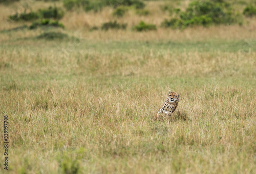 Maialka cheeta running for a wildebeest, Masai Mara