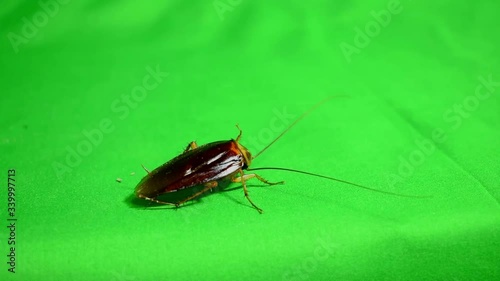 cockroach green screen