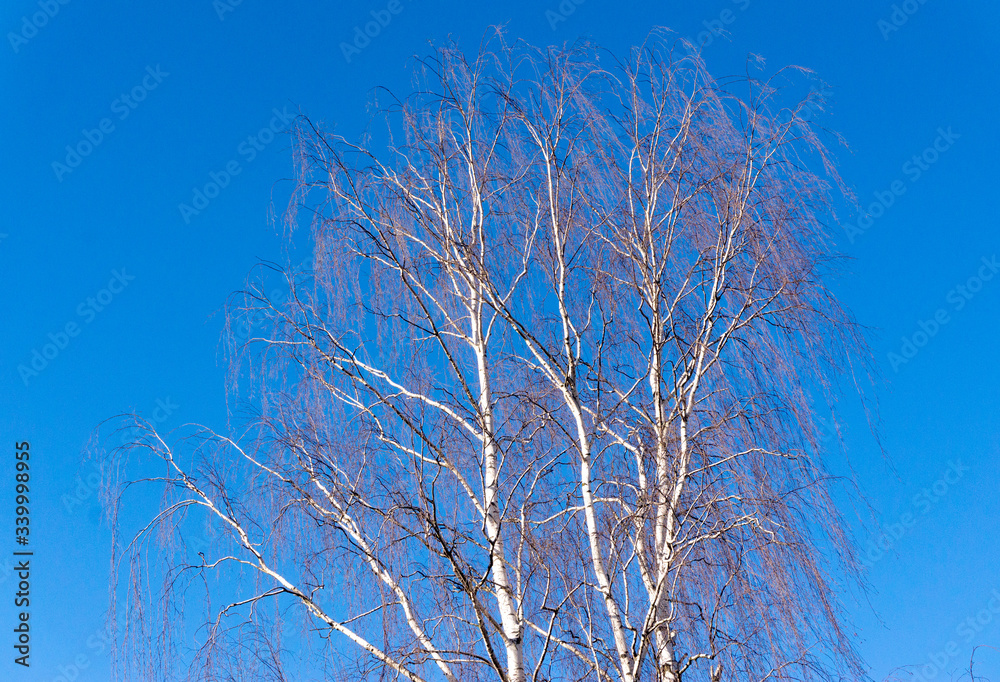 a leafless birch against a blue sky a leafless birch against a blue sky