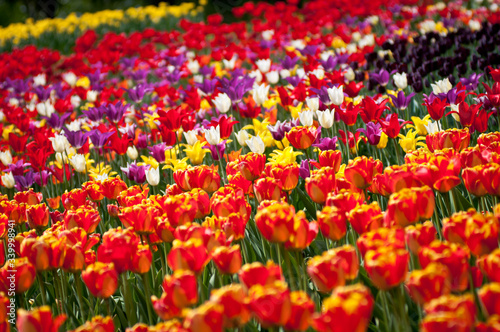Тюльпаны  tulips © Sergey