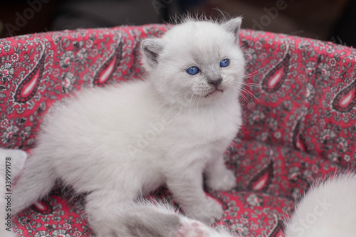 kitten in a basket