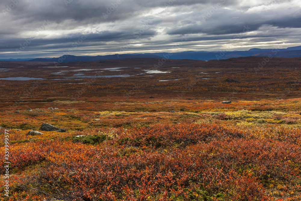 autumn view of Sarek National Park, Lapland, Norrbotten County, Sweden, near border of Finland, Sweden and Norway. selective focus