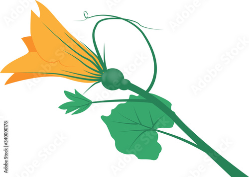 Pumpkin flower.