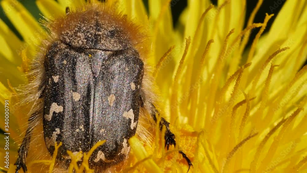 Macro shot of flower bug pollinating yellow dandelion flower during sunny day