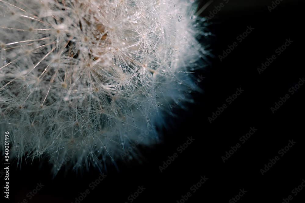 Obraz premium Dandelion flower close up on black background