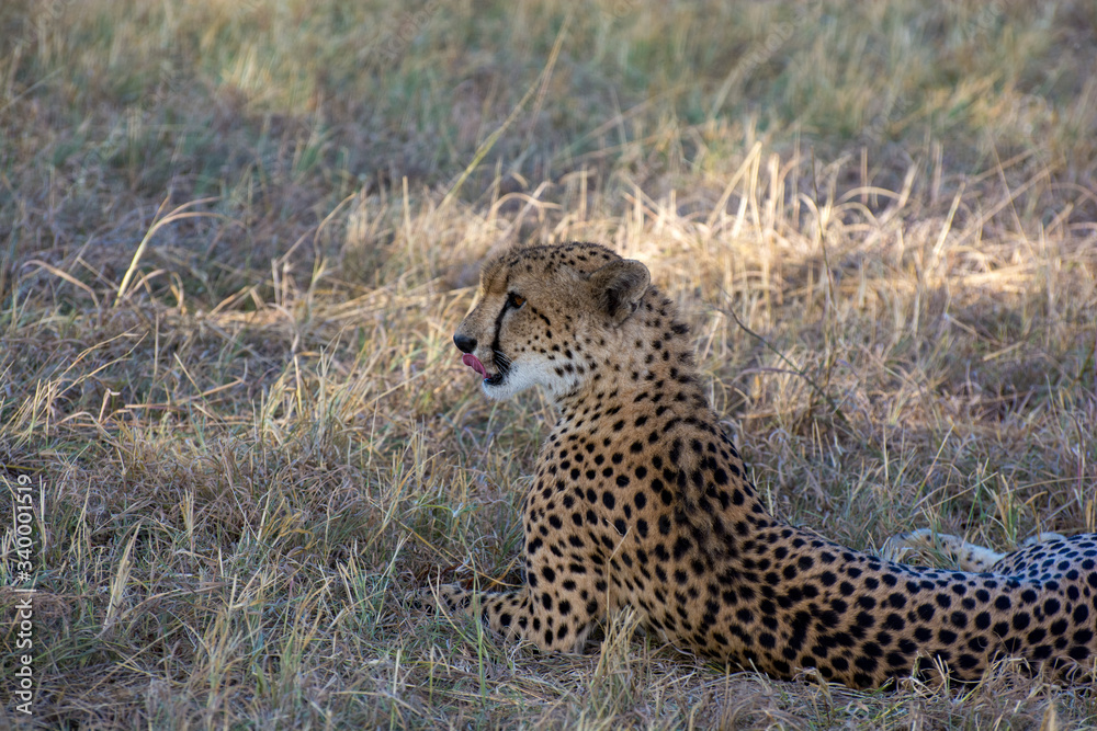 Chhetah (Acinonyx jubatus) on dry grassland in the African bush Chhetah (Acinonyx jubatus) on dry grassland in the African bush