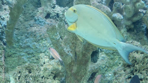 yellowfin Cuvier's surgeonfish swimming in water photo