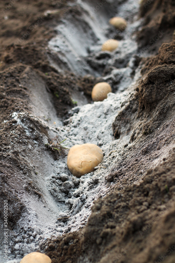 Potatoes laid in ash-fertilized holes in a row. The process of spring planting potato tubers in the garden Potatoes laid in ash-fertilized holes in a row. The process of spring planting potato tubers in the garden