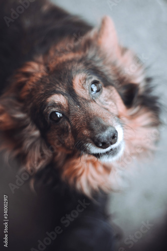 A stray dog looking straight into the lens
