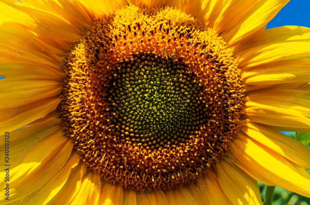 Bright sunflower flower on sunny summer day with blue sky Bright sunflower flower on sunny summer day with blue sky