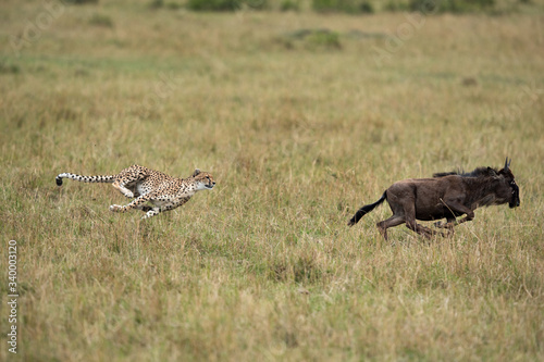 Mussiara cheeta chasing a wildebeest, Masai Mara photo