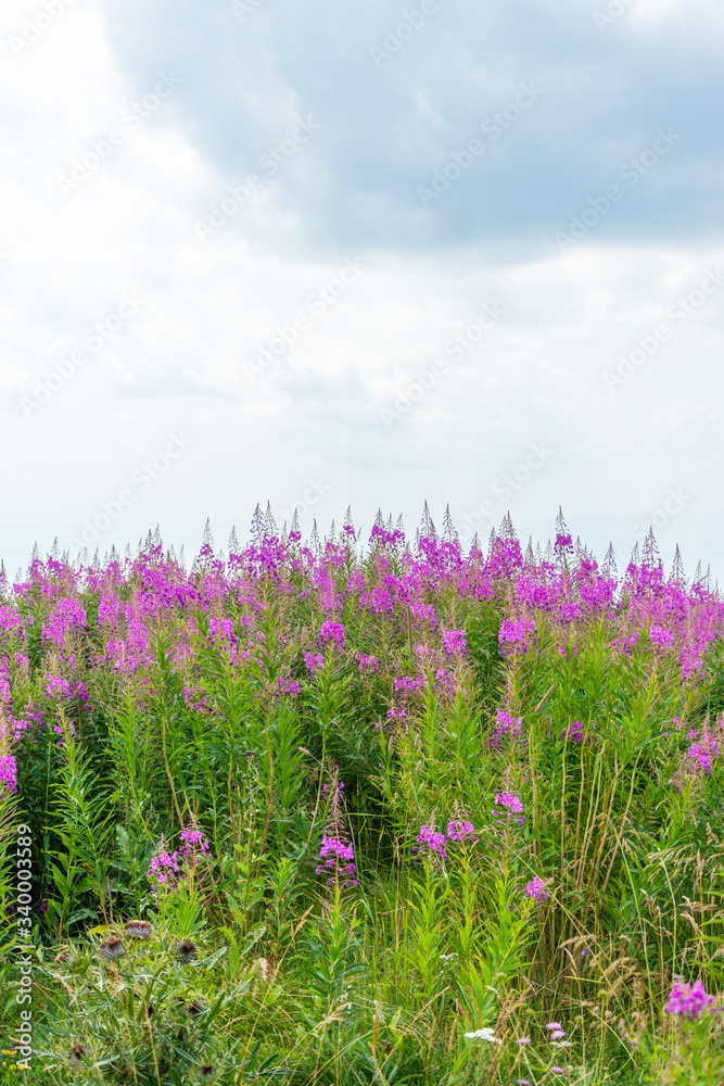 Naklejka premium Pink Flowery Horizon