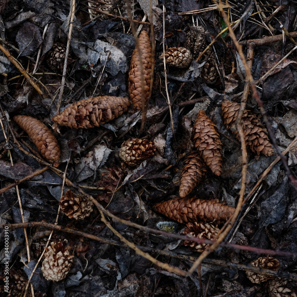 pine and spruce cones pine and spruce cones