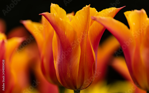 Orange tulip closeup  England  Europe