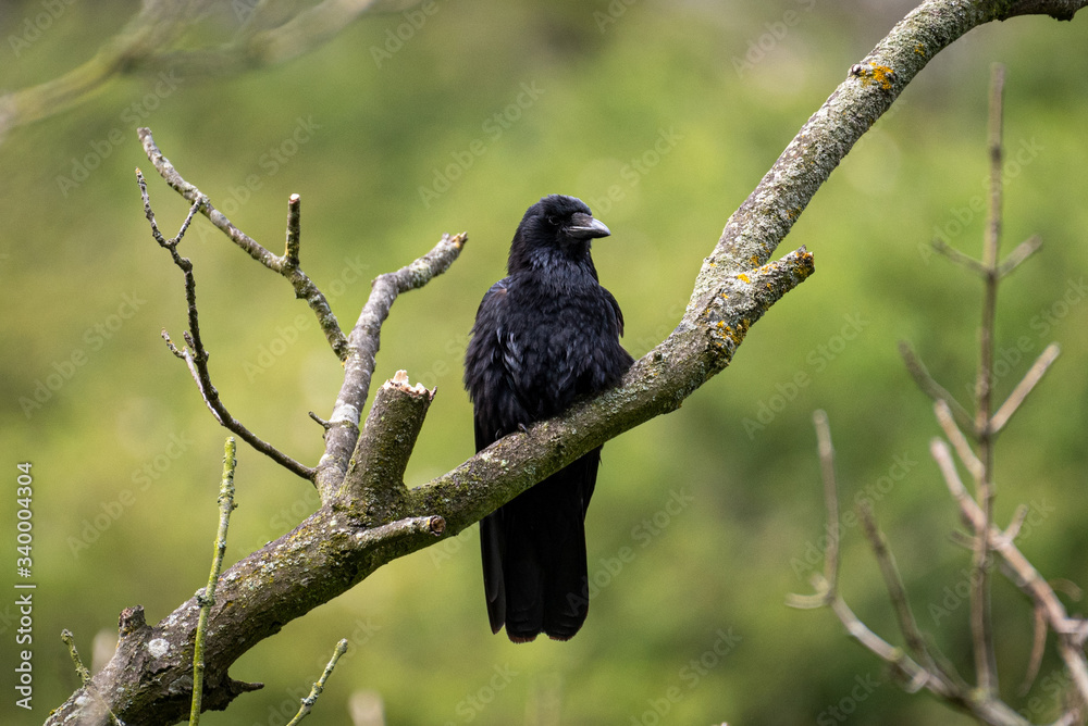 Raven on a branch, England, Europe Raven on a branch, England, Europe