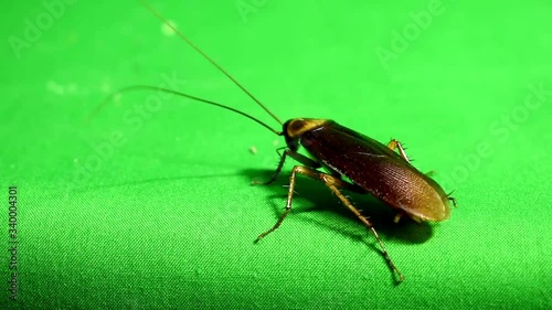 cockroach back view green screen