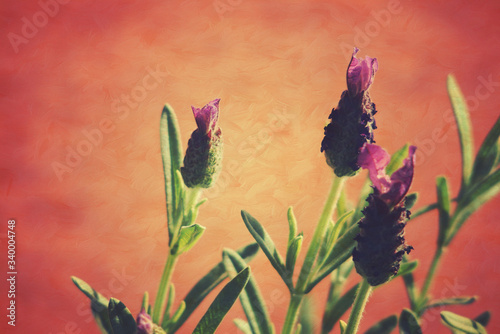 lavender flower on an orange background in close-up photo