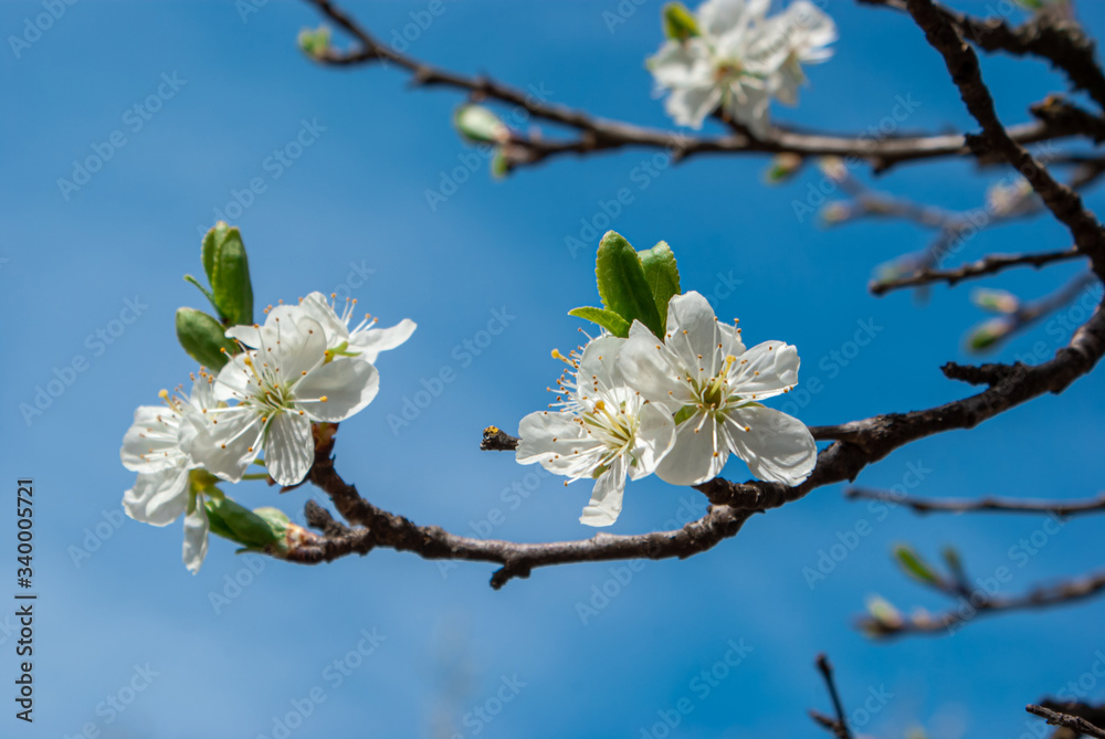 Cherry tree blossom Cherry tree blossom
