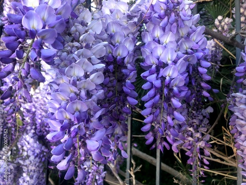 full blooming of a wisteria flower